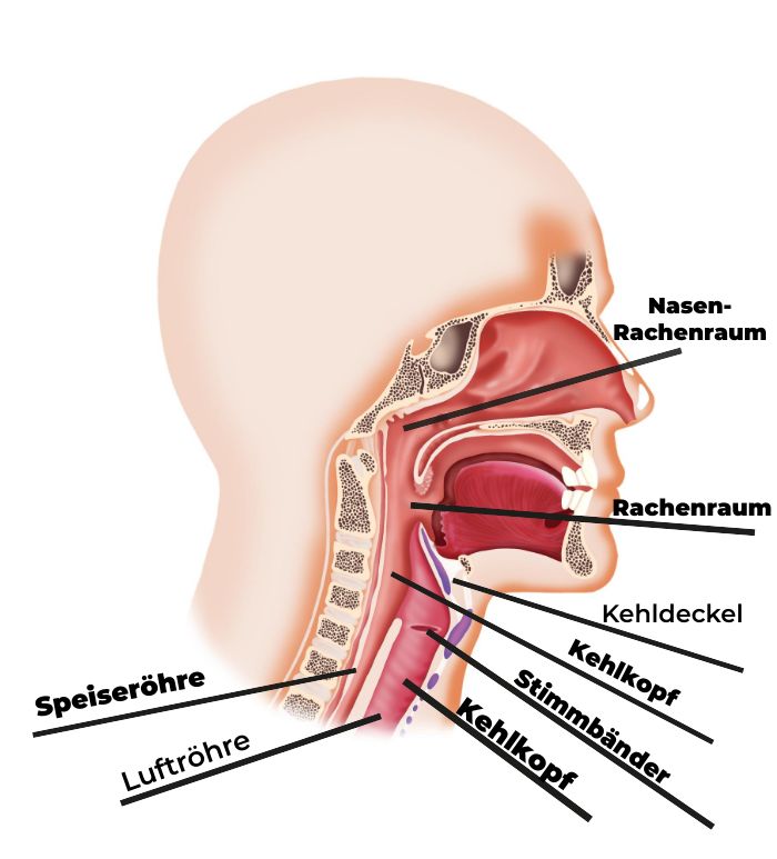 Hals-Anatomie