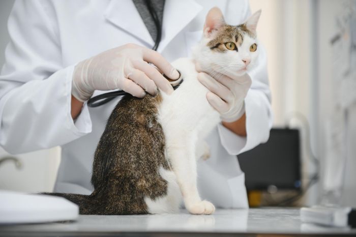 Katze-Tierärztliche Versorgung