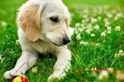 Hund frisst Gras Was steckt dahinter