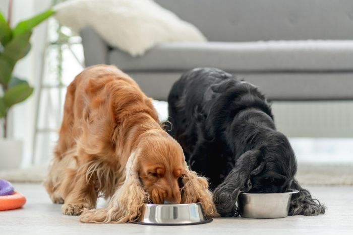 Hund richtig füttern-Tipps