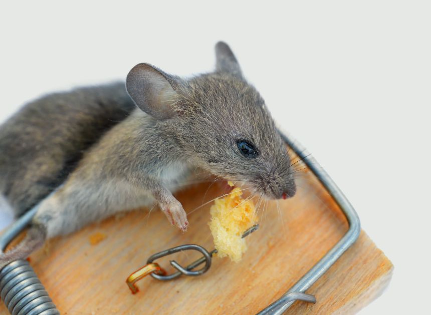 Mäusebekämpfung mit natürlichen Methoden