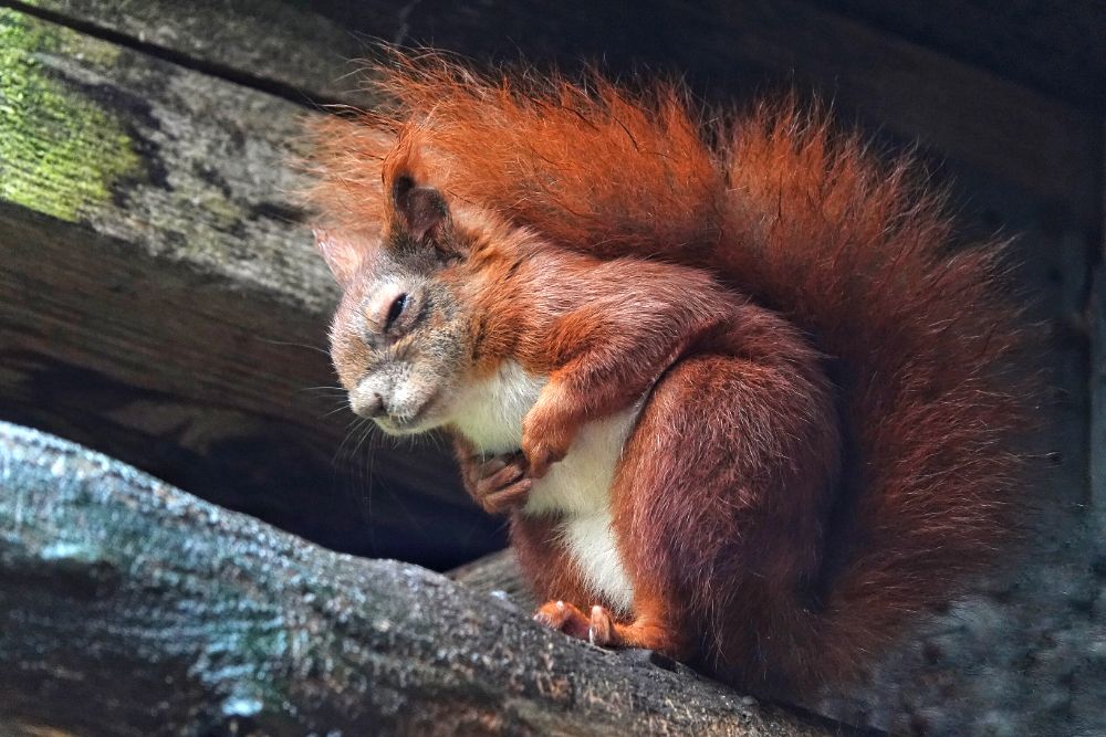 Eichhörnchen Winterschlaf