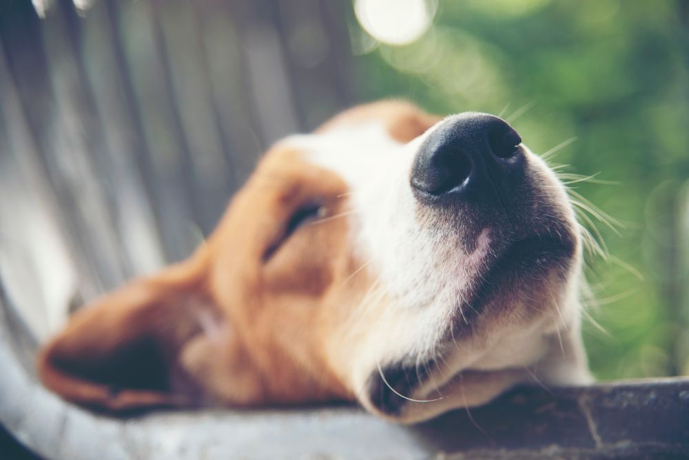 Faktoren die den Schlafbedarf beim Hund beeinflussen