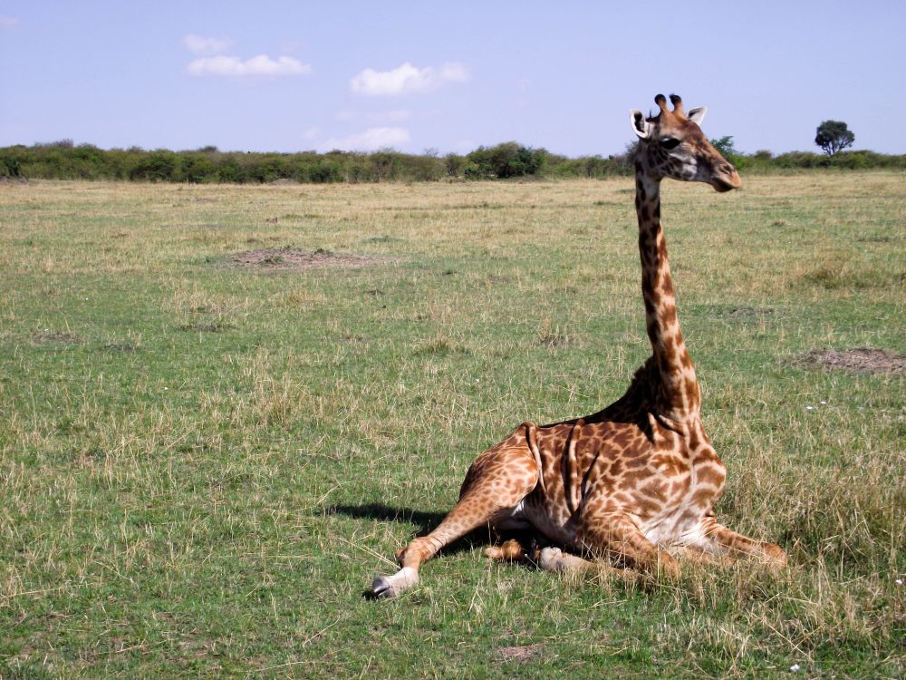 Schlafverhalten von-Giraffen