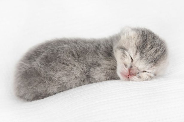 Wie lange schlafen Katzen
