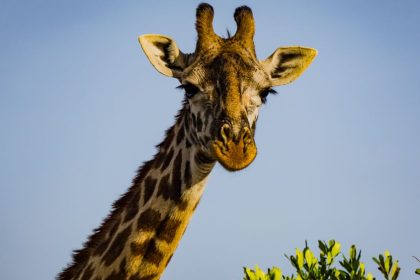 Wie schlafen Giraffen