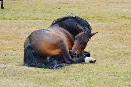 Wie schlafen Pferde