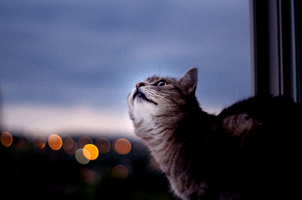 nachtaktive Katzen