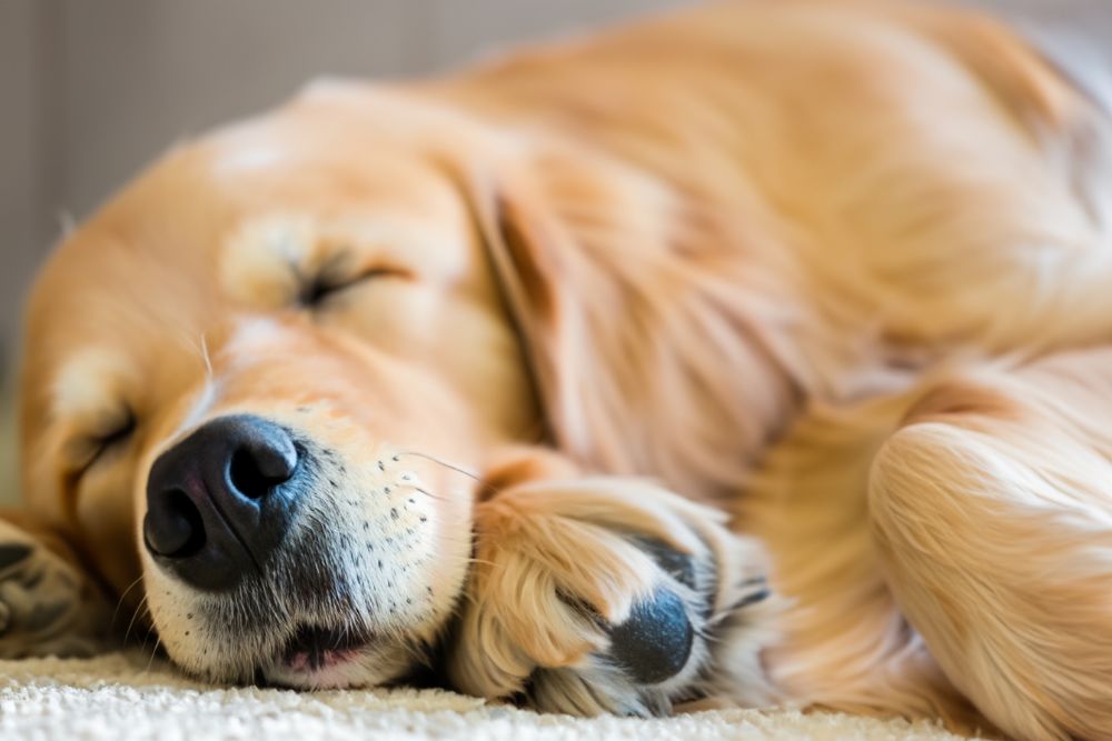 Schlafbedarf Wie lange schlafen Hunde täglich?