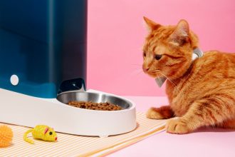 Welches Futter - Dein Guide zur Katzenernährung